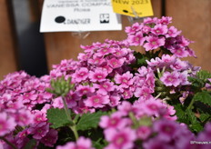 De Vanessa Compact Rose uit de Compact Serie. Een mildauw resistent soort dat continue bloemen geeft en zeer hitte en droogte bestendig is. Laatste 3 jaar is dit soort elk jaar in verkoop verdubbeld.